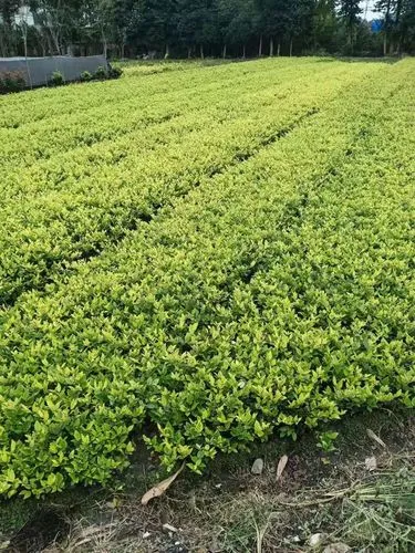 标准乒乓球台尺寸多少寸